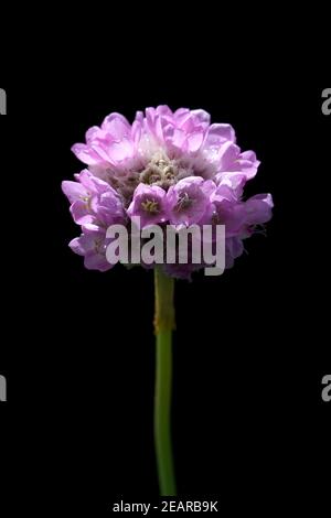 Grasnelke Stockfoto