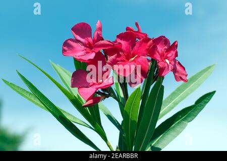 Oleander Nerium Oleander Giftpflanze Wildpflanzen Stockfoto