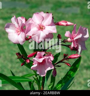 Oleander Nerium Oleander Giftpflanze Wildpflanzen Stockfoto