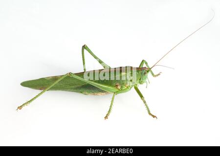 Grosses Heupferd, Tettigonia Viridissima Stockfoto