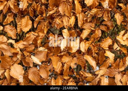 Nahaufnahme von einigen toten und ausgetrockneten Blättern auf einer Buchenhecke im Winter. Hintergrundstruktur. VEREINIGTES KÖNIGREICH Stockfoto