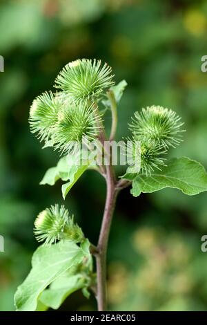 Große Klette, Arctium lappa Stockfoto