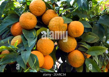 Orangen Stockfoto