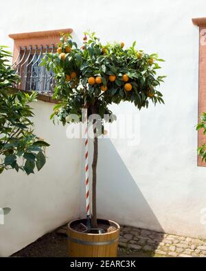 Orangenbaum Stockfoto