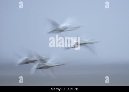 Singschwäne (Cygnus cygnus) im Flug, Caerlaverock WWT, Dumfries & Galloway, Schottland, Großbritannien Stockfoto