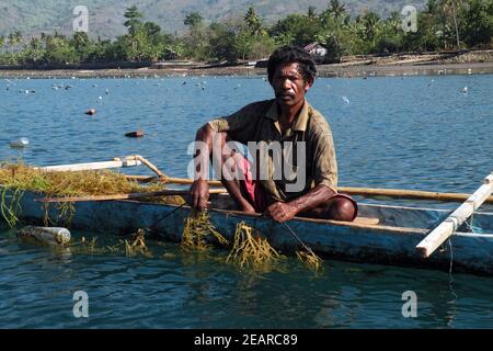 Anbau und Ernte von Agar-Agar-Algen, Insel Alor, Indonesien Stockfoto