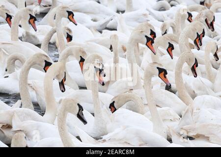 Mute Swans (Cygnus olor), Abbotsbury Swannery, Dorset, Großbritannien Stockfoto