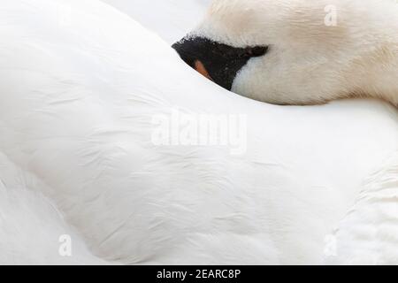 Mute Swan (Cygnus olor), Abbotsbury Swannery, Dorset, Großbritannien Stockfoto