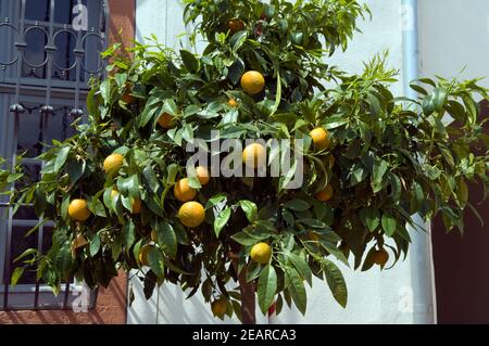 Orangenbaum Stockfoto