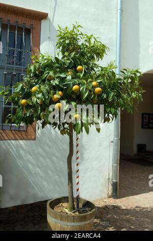 Orangenbaum Stockfoto