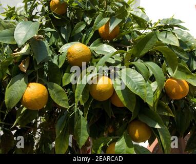 Orangenbaum Stockfoto