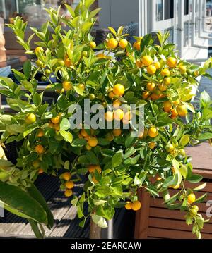 Orangenbaum, Orange, Zitrone, Sinensis, Stockfoto