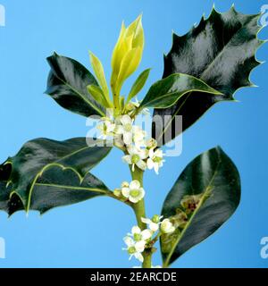 Stechpalme, Ilex Aquifolium, Bachblueten, Stockfoto