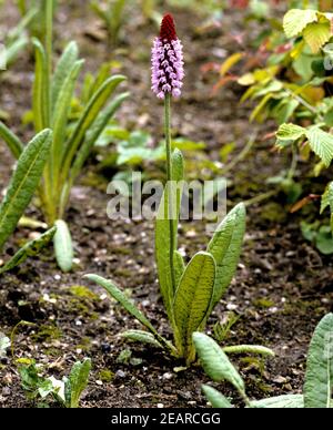 Orchideenprimel Stockfoto