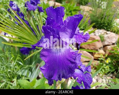 Schwertlilie, Iris Barbata-Elatior, blaue Rhythmus seit Stockfoto