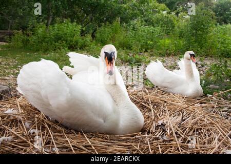 Stute Schwäne (Cygnus olor) brüten, Abbotsbury Swellery, Dorset, Großbritannien Stockfoto