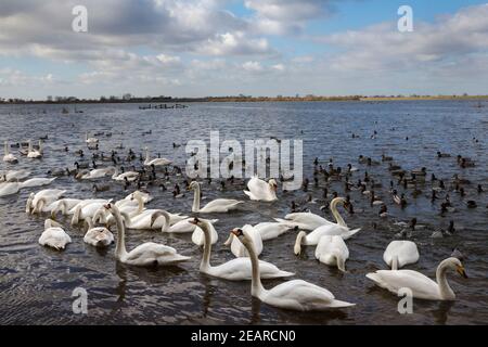 Singschwäne (Cygnus cygnus) und stumme Schwäne (Cygnus olor), Welney WWT, Norfolk, Großbritannien Stockfoto