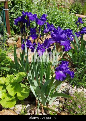 Schwertlilie, Iris Barbata-Elatior, blaue Rhythmus seit Stockfoto