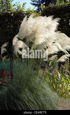 Pampasgras, Cortaderia selloana Stockfoto