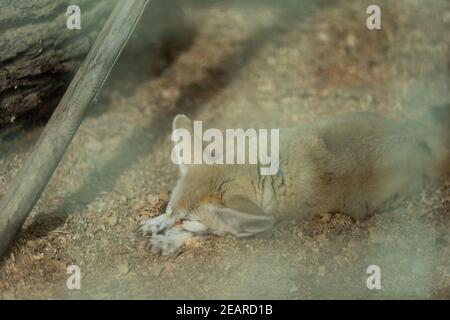 Wüstenfuchs (Fennec Fox) Vorderansicht Stockfoto