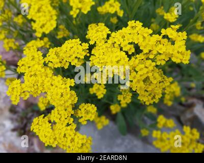 Steinkraut Goldener Alyssum-Saxatile Stockfoto