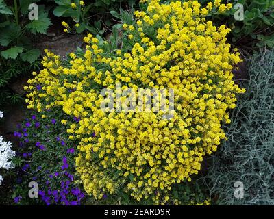 Steinkraut Trockenmauer Kreuzbluetler Golden Alyssum saxatile Stockfoto