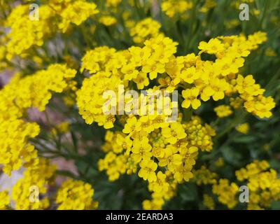 Steinkraut Goldener Alyssum-Saxatile Stockfoto