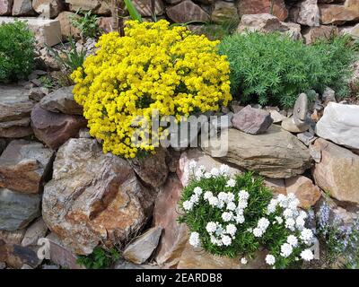 Steinkraut, Alyssum, Saxatile Stockfoto