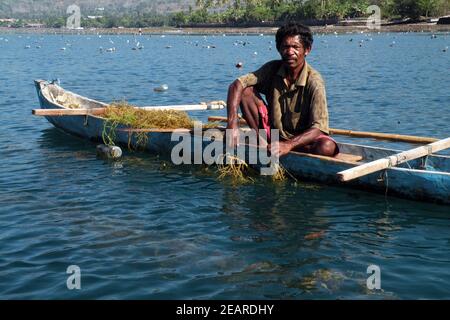 Anbau und Ernte von Agar-Agar-Algen, Insel Alor, Indonesien Stockfoto