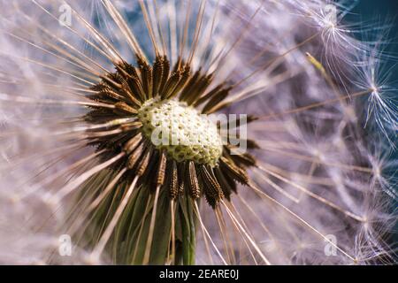 Löwenzahn Silhouette flauschige Blume auf Sonnenuntergang Himmel. Makro-Nahaufnahme des Seed. Stockfoto