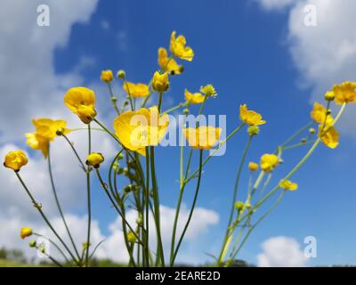 Hahnenfuss, Ranunculus, Acris, Scharfer Stockfoto