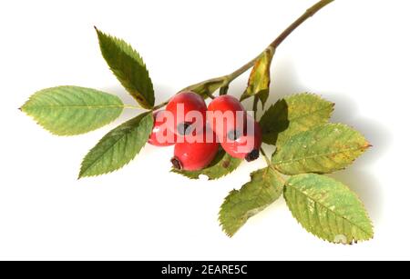 Heckenrose, hundsrose, Rosa Canina Stockfoto