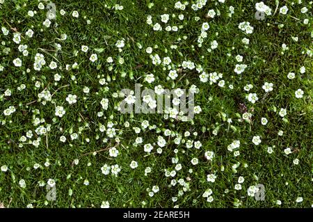 Sternmoos, Mastkraut, Sagina subulata Stockfoto