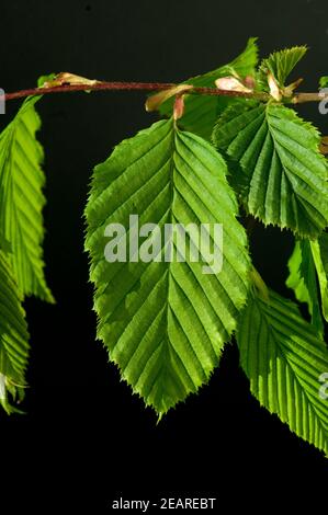 Hainbuchenblaetter, Hainbuche, Carpinus betulus Stockfoto