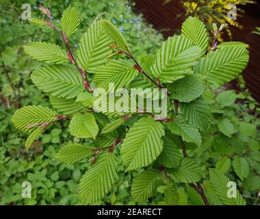 Hainbuchenblaetter, Hainbuche, Carpinus betulus Stockfoto