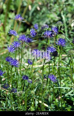 Halbkugelige Rapunzel Phyteuma hemisphaericum Stockfoto