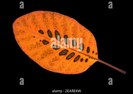 Perueckenstrauch, Cotinus, coggygria, Herbstfaerbung Stockfoto