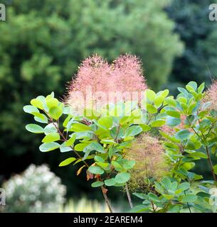 Perueckenstrauch, Cotinus coggygria Stockfoto