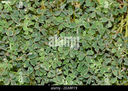 Peruanischer, Sauerklee, Knollige, Oxalis, tuberosa Stockfoto