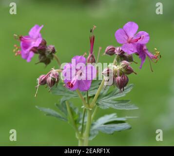 Balkan-Storchschnabel, Geranium macrorrhizum Stockfoto