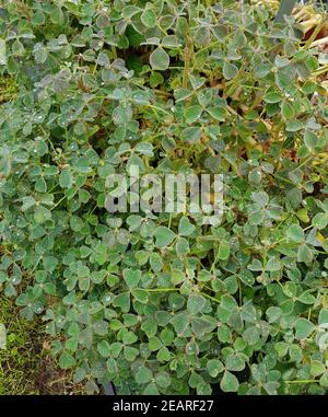 Peruanischer, Sauerklee, Knollige, Oxalis, tuberosa Stockfoto