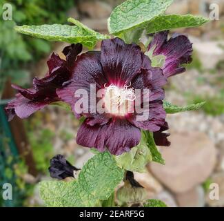 Stockrose Althaea rosea Stockrose, Alcea rosea var. nigra Stockfoto