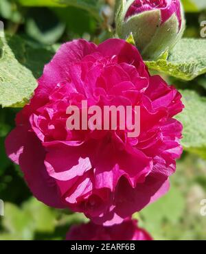 Stockrose Althaea rosea Berühmtheiten Lila Stockfoto