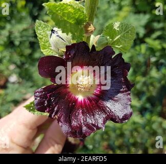 Stockrose Althaea rosea Stockrose, Alcea rosea var. nigra Stockfoto