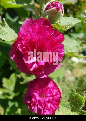 Stockrose Althaea rosea Berühmtheiten Lila Stockfoto