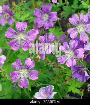 Storchschnabel, Geranium, gracile, Sirak Stockfoto