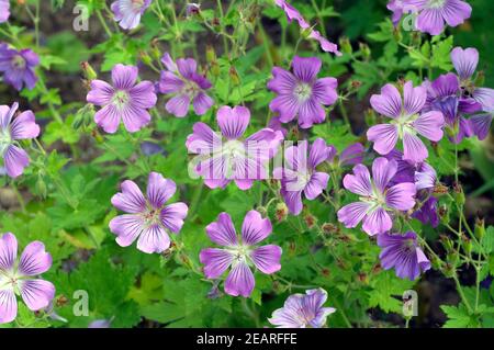 Storchschnabel, Geranium, gracile, Sirak Stockfoto