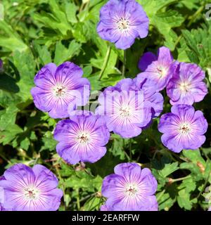 Storchschnabel Rozanne Stockfoto