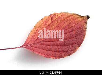 Blumenhartriegel, Cornus, Herbstfaerbung Stockfoto