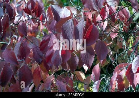 Blumenhartriegel, Cornus, Herbstfaerbung Stockfoto